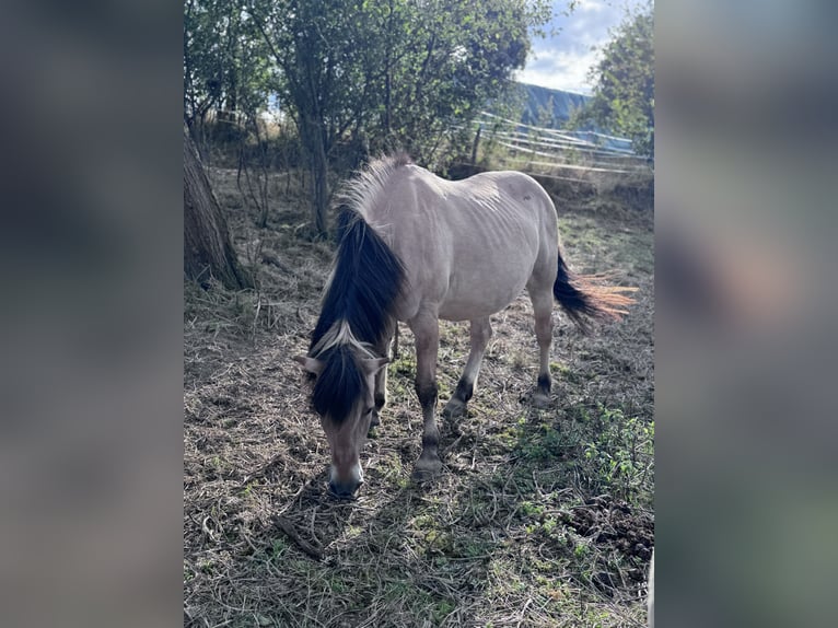 Chevaux fjord Jument 22 Ans 138 cm Isabelle in Lahnau