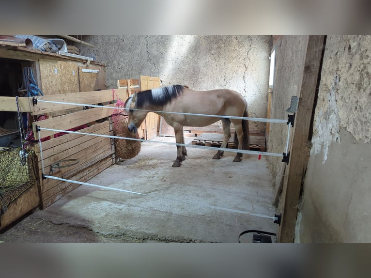 Chevaux fjord Jument 23 Ans 145 cm in Forheim