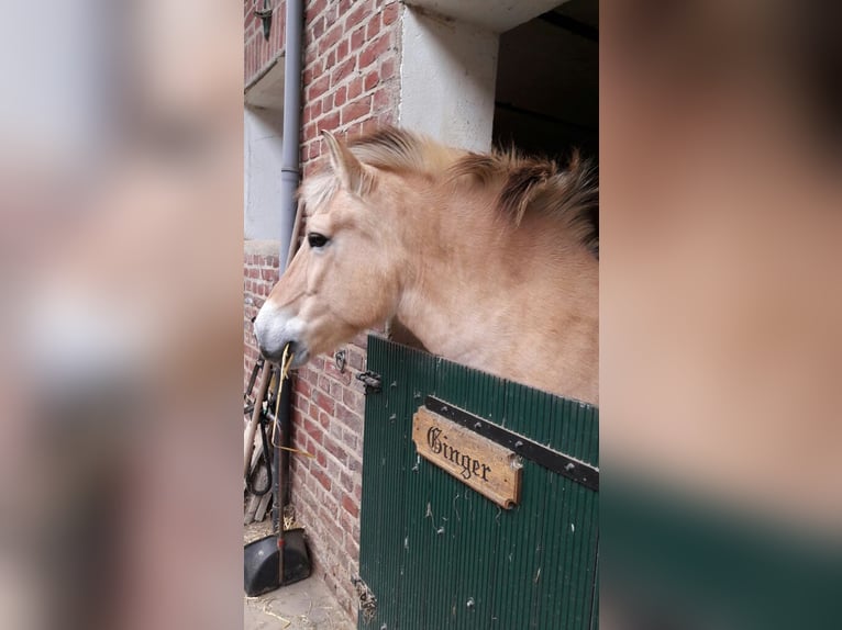 Chevaux fjord Jument 23 Ans 145 cm Isabelle in Linnich