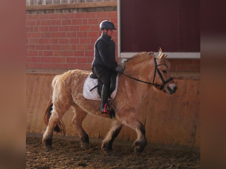 Chevaux fjord Jument 25 Ans 141 cm in Dorsten