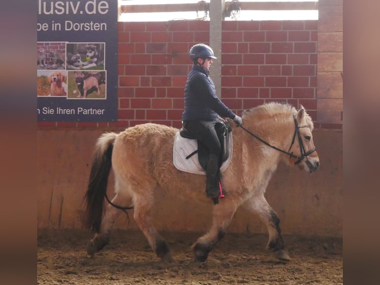 Chevaux fjord Jument 25 Ans 141 cm in Dorsten