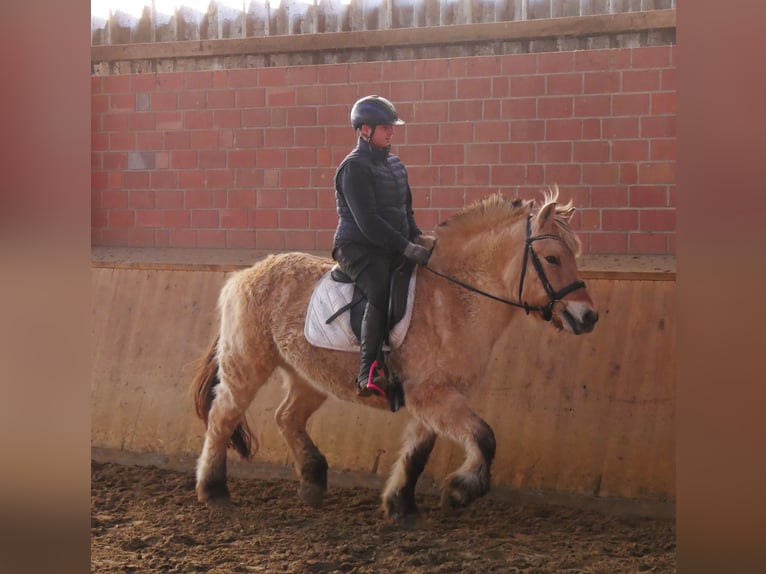 Chevaux fjord Jument 25 Ans 141 cm in Dorsten