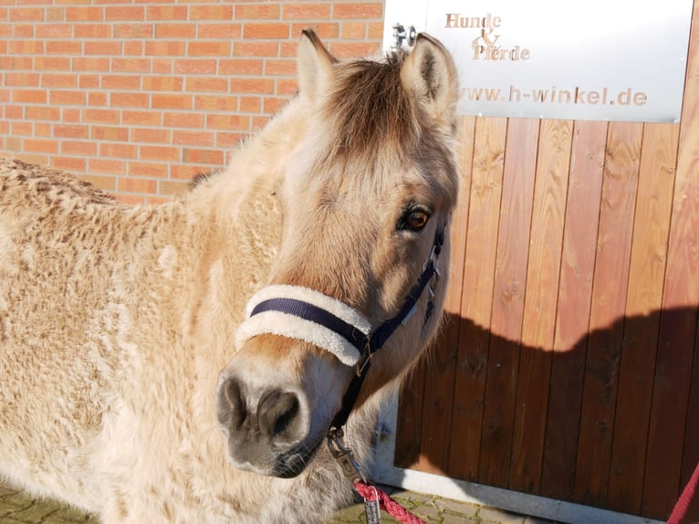 Chevaux fjord Jument 25 Ans 141 cm in Dorsten