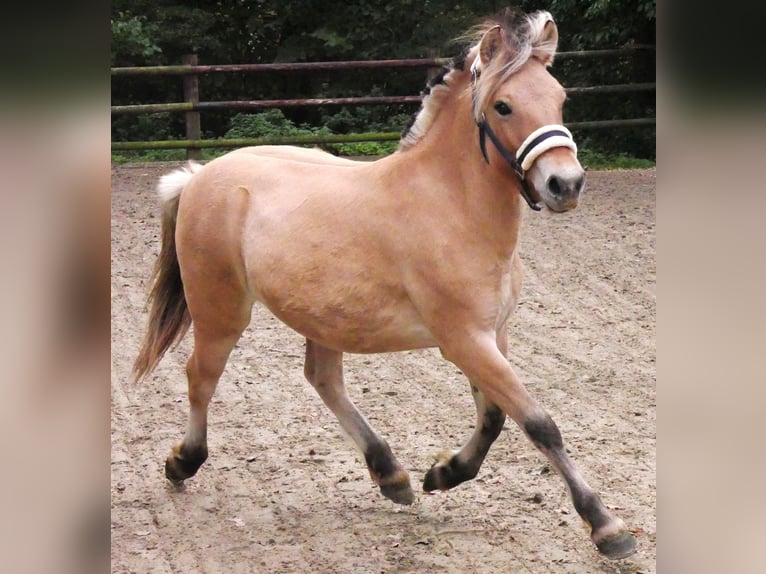 Chevaux fjord Jument 2 Ans 125 cm in Dorsten