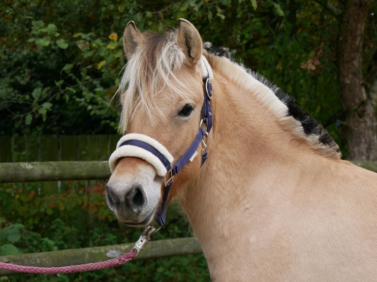 Chevaux fjord Jument 2 Ans 125 cm in Dorsten