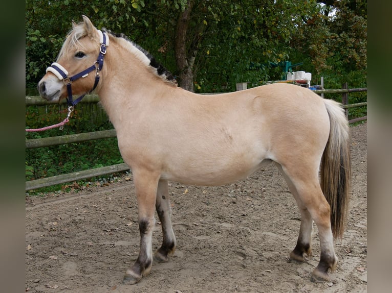 Chevaux fjord Jument 2 Ans 125 cm in Dorsten