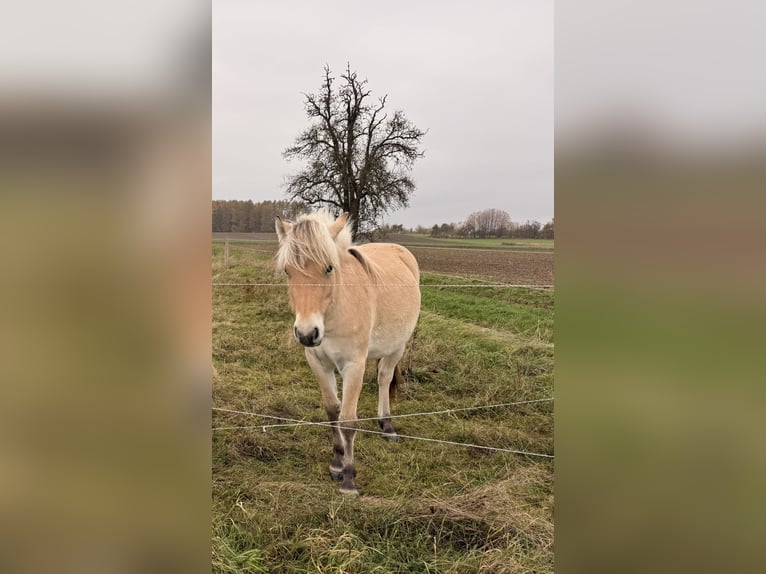 Chevaux fjord Jument 2 Ans 135 cm Isabelle in Steinefrenz