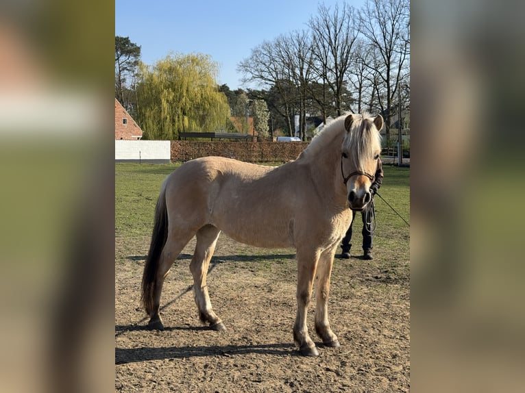 Chevaux fjord Jument 2 Ans 143 cm  in Zandhoven