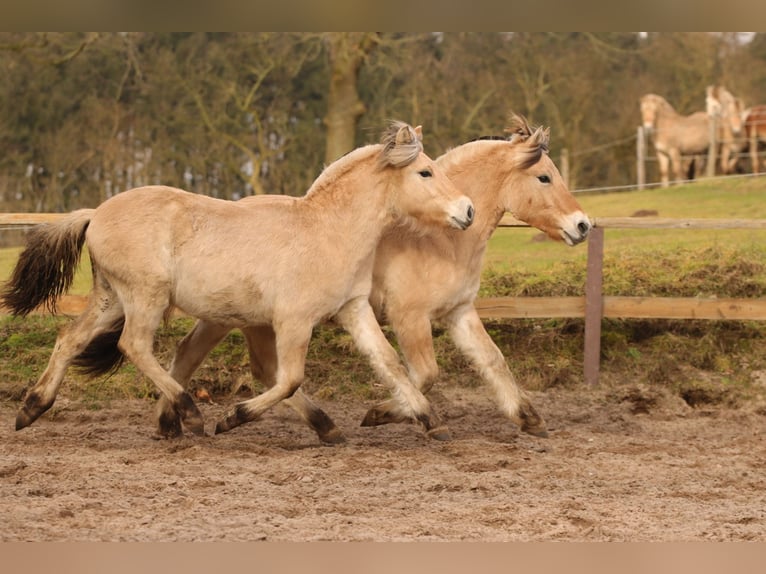 Chevaux fjord Jument 2 Ans 144 cm Isabelle in Alt Duvenstedt