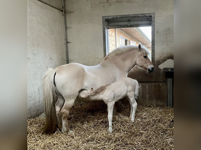 Chevaux fjord Jument 2 Ans in Mechelen