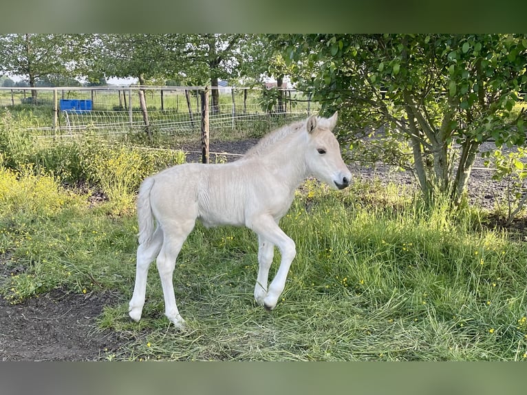 Chevaux fjord Jument 2 Ans in Mechelen