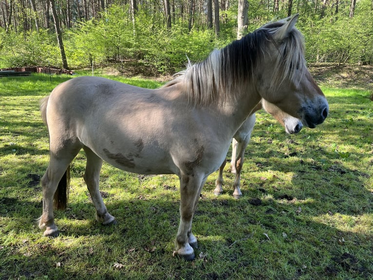 Chevaux fjord Jument 3 Ans 132 cm Isabelle in Emsbüren