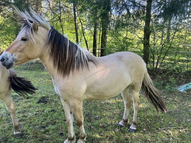Chevaux fjord Jument 3 Ans 132 cm Isabelle in Emsbüren
