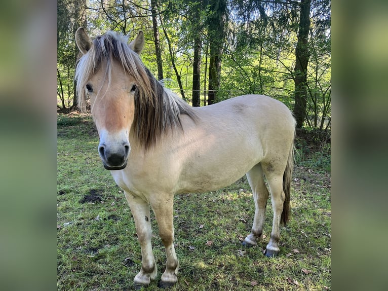 Chevaux fjord Jument 3 Ans 132 cm Isabelle in Emsbüren