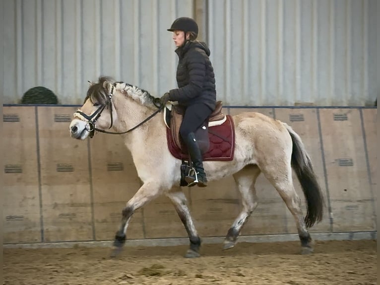 Chevaux fjord Jument 3 Ans 135 cm Isabelle in Neustadt (Wied)