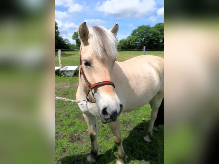 Chevaux fjord Jument 3 Ans 138 cm Isabelle in Vi&#xF6;l