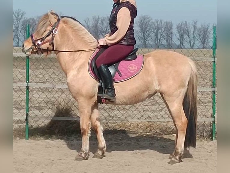 Chevaux fjord Jument 3 Ans 140 cm Isabelle in Wąsowo