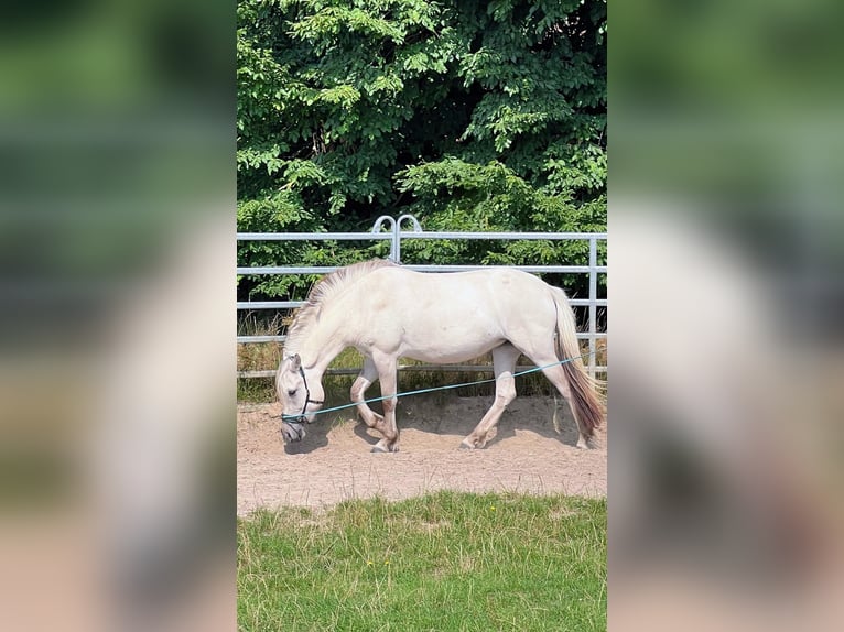 Chevaux fjord Jument 3 Ans 142 cm Isabelle in Buxtehude
