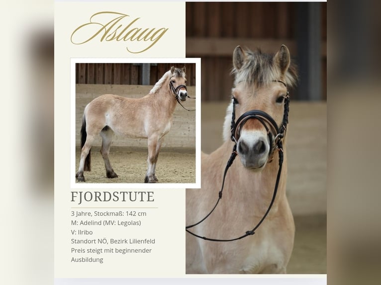 Chevaux fjord Jument 3 Ans 142 cm Isabelle in Sankt Veit