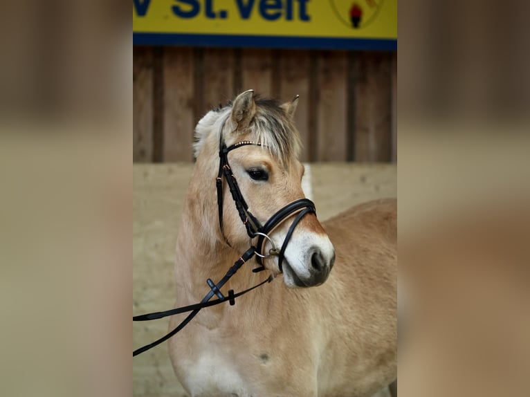 Chevaux fjord Jument 3 Ans 142 cm Isabelle in Sankt Veit