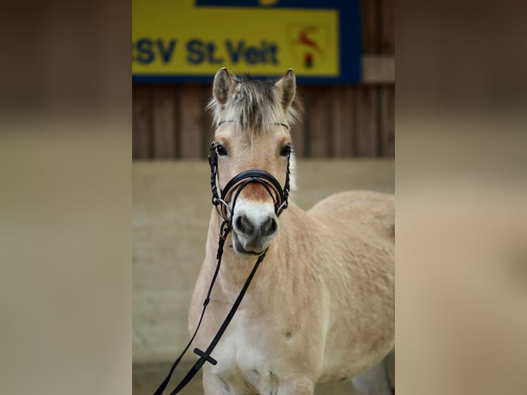 Chevaux fjord Jument 3 Ans 142 cm Isabelle in Sankt Veit