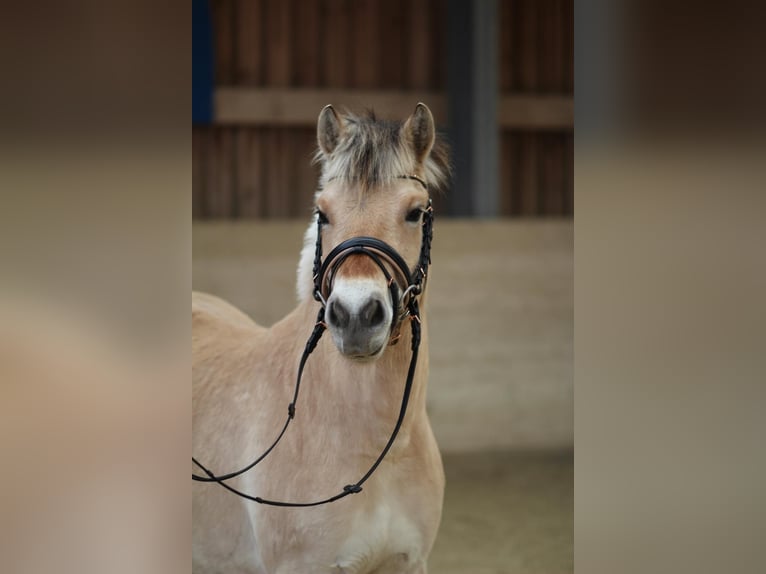 Chevaux fjord Jument 3 Ans 142 cm Isabelle in Sankt Veit