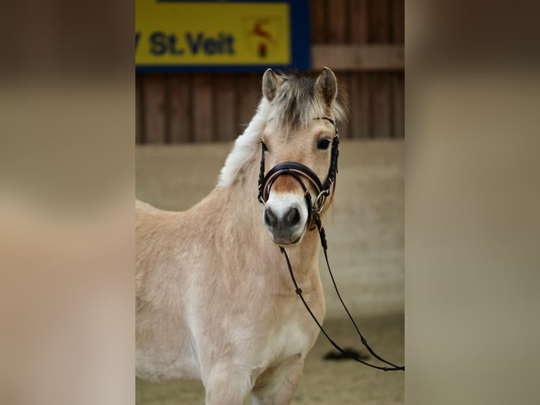 Chevaux fjord Jument 3 Ans 142 cm Isabelle in Sankt Veit
