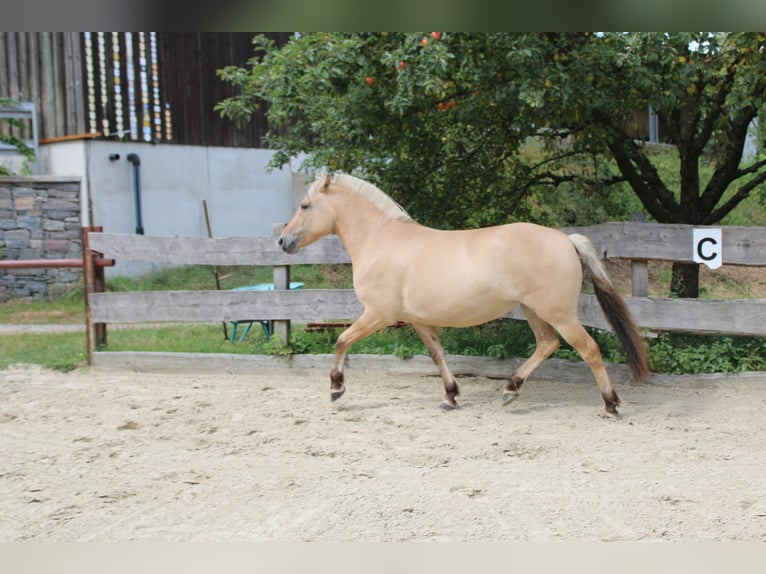 Chevaux fjord Jument 3 Ans 143 cm Isabelle in Lautertal
