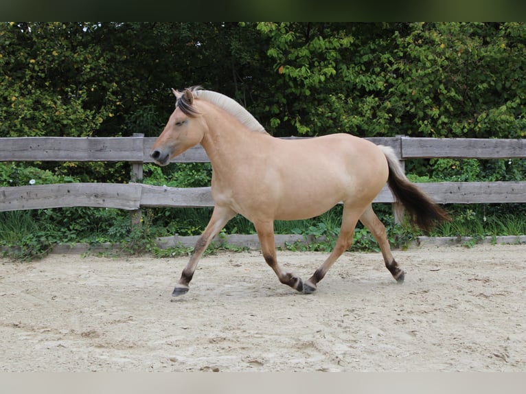 Chevaux fjord Jument 3 Ans 143 cm Isabelle in Lautertal