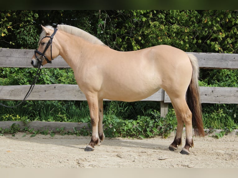 Chevaux fjord Jument 3 Ans 143 cm Isabelle in Lautertal