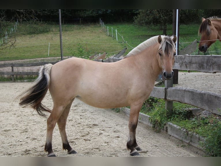 Chevaux fjord Jument 3 Ans 143 cm Isabelle in Lautertal