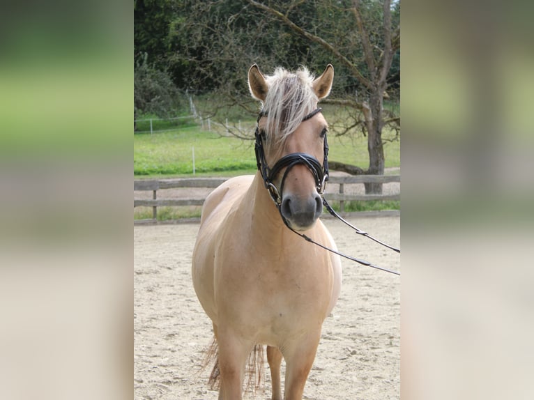 Chevaux fjord Jument 3 Ans 143 cm Isabelle in Lautertal