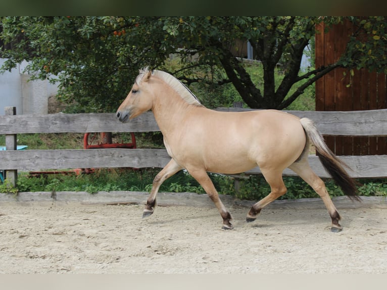 Chevaux fjord Jument 3 Ans 143 cm Isabelle in Lautertal