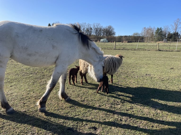 Chevaux fjord Jument 3 Ans 143 cm Isabelle in Hitzacker