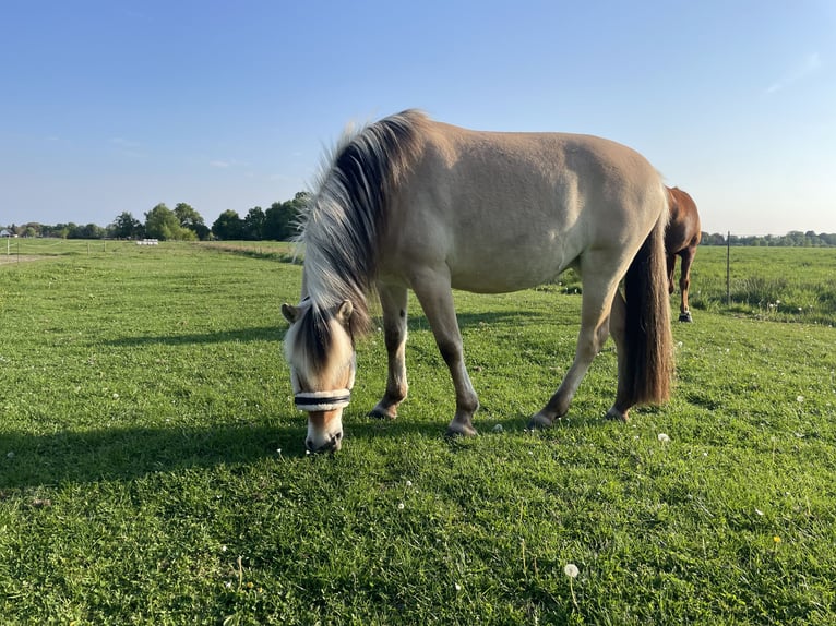 Chevaux fjord Jument 3 Ans 145 cm Isabelle in Ostrhauderfehn
