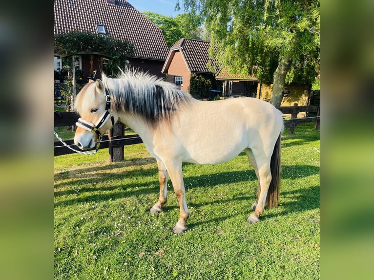 Chevaux fjord Jument 3 Ans 145 cm Isabelle in Ostrhauderfehn