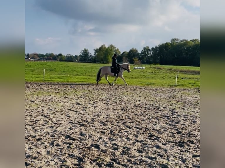 Chevaux fjord Jument 3 Ans 145 cm Isabelle in Ostrhauderfehn