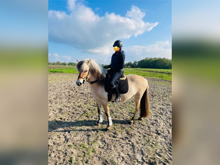Chevaux fjord Jument 3 Ans 145 cm Isabelle in Ostrhauderfehn