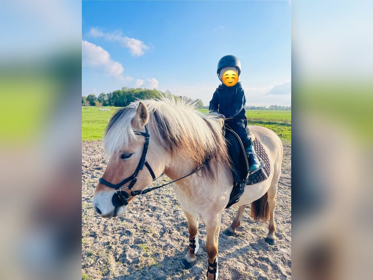 Chevaux fjord Jument 3 Ans 145 cm Isabelle in Ostrhauderfehn