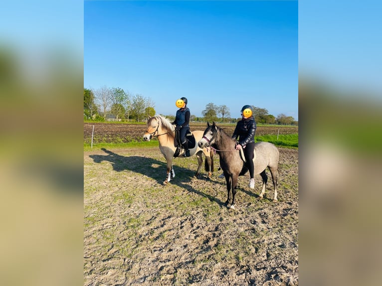 Chevaux fjord Jument 3 Ans 145 cm Isabelle in Ostrhauderfehn