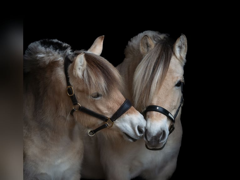 Chevaux fjord Jument 3 Ans 147 cm in Teisnach