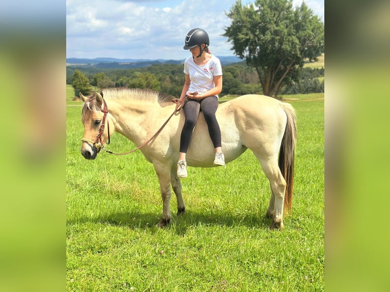 Chevaux fjord Jument 3 Ans 147 cm Isabelle in Bad M&#xFC;nstereifel