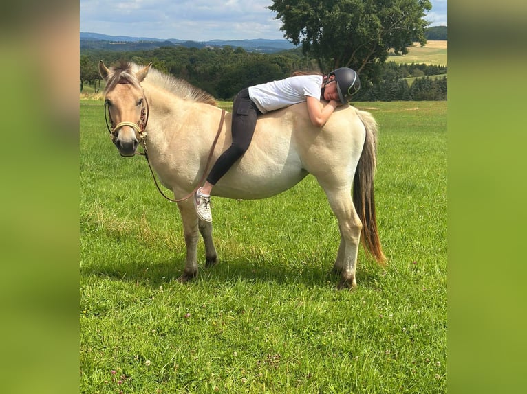 Chevaux fjord Jument 3 Ans 147 cm Isabelle in Bad M&#xFC;nstereifel