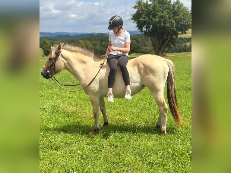 Chevaux fjord Jument 3 Ans 147 cm Isabelle in Bad M&#xFC;nstereifel