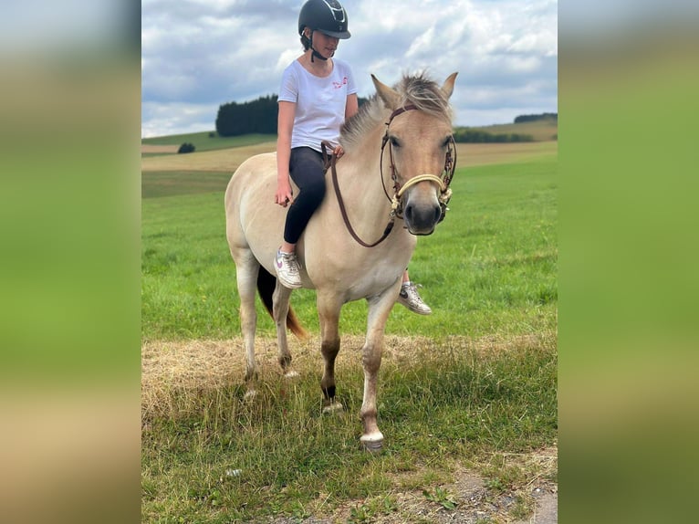 Chevaux fjord Jument 3 Ans 147 cm Isabelle in Bad M&#xFC;nstereifel