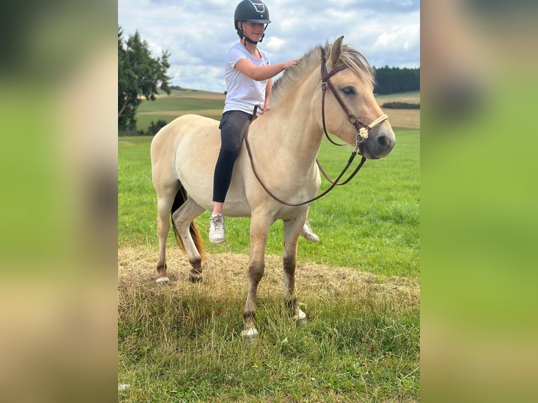 Chevaux fjord Jument 3 Ans 147 cm Isabelle in Bad M&#xFC;nstereifel