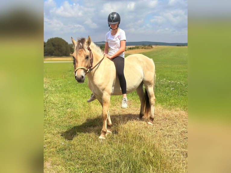 Chevaux fjord Jument 3 Ans 147 cm Isabelle in Bad M&#xFC;nstereifel