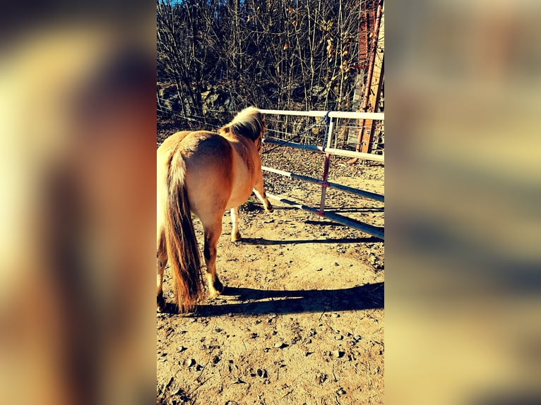 Chevaux fjord Jument 3 Ans 160 cm  in Kumberg