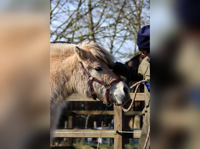 Chevaux fjord Jument 3 Ans Isabelle in Vlagtwedde