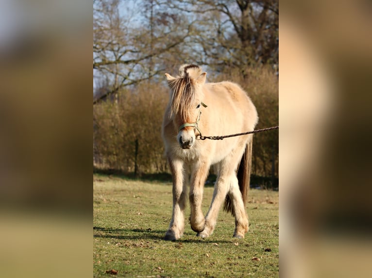 Chevaux fjord Jument 3 Ans Isabelle in Vlagtwedde